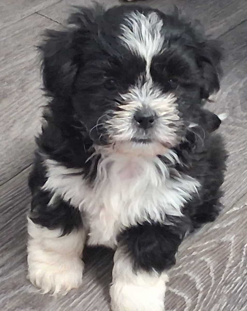 Cookie she is a shi tzu Maltipoo mix image 4