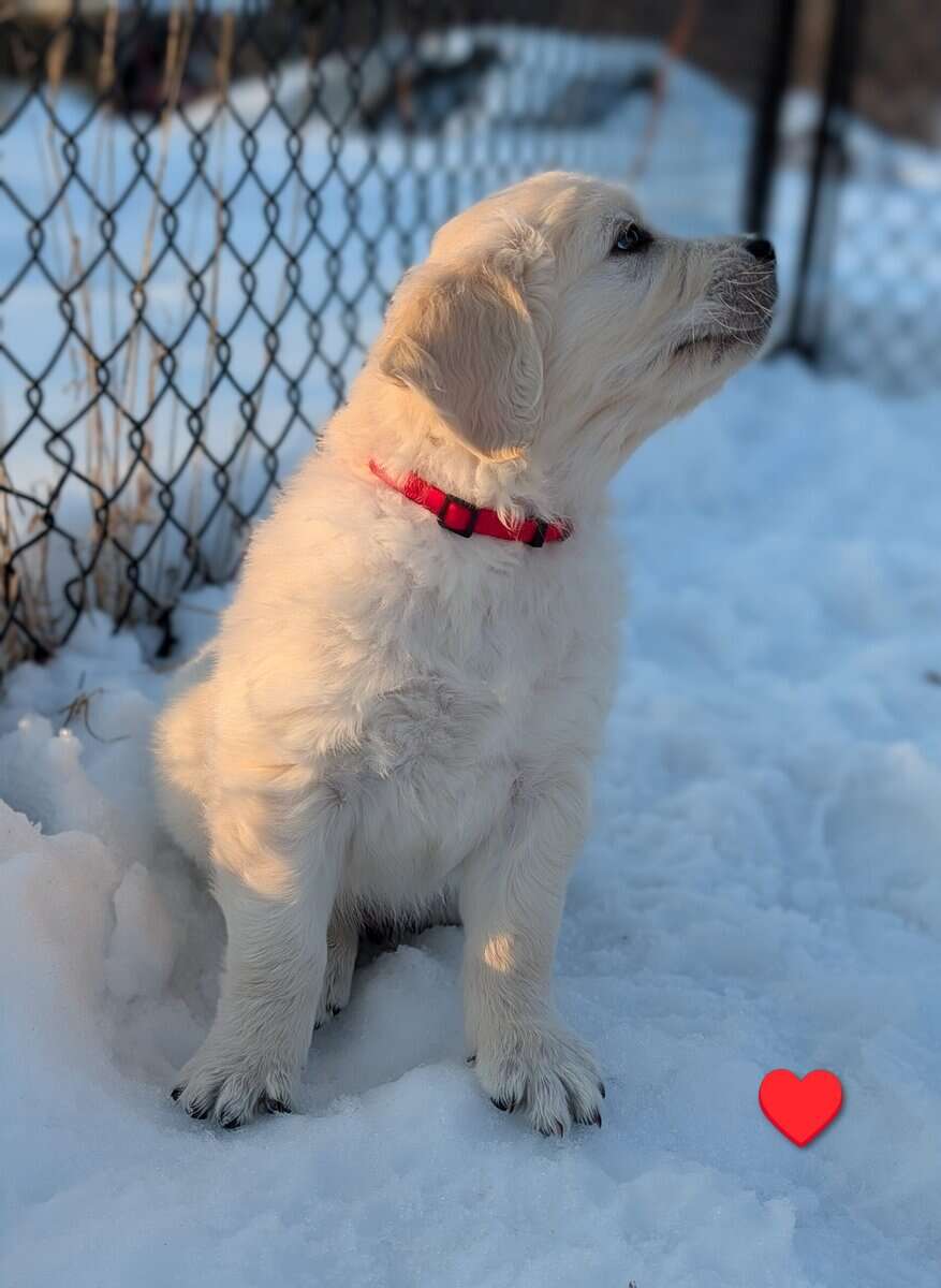 English Cream Golden Retriever Puppies image 7