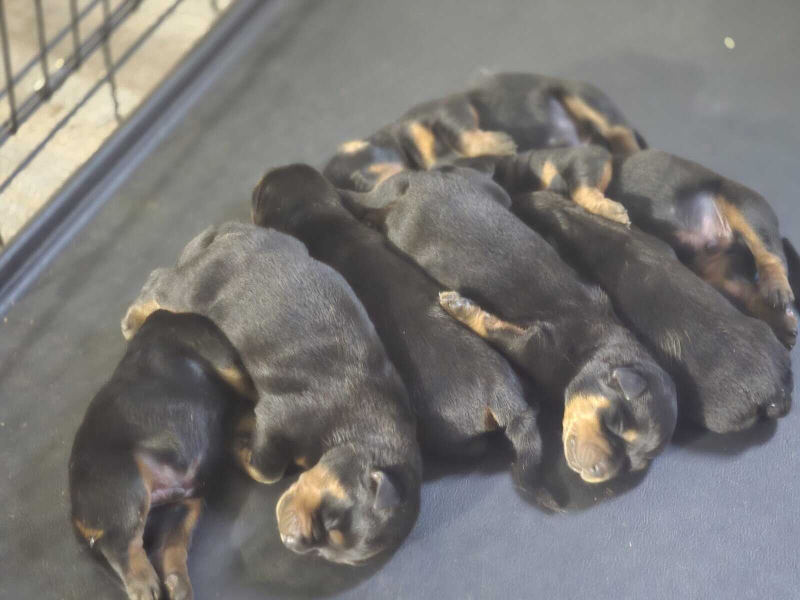 Rottweilers for sale image 4