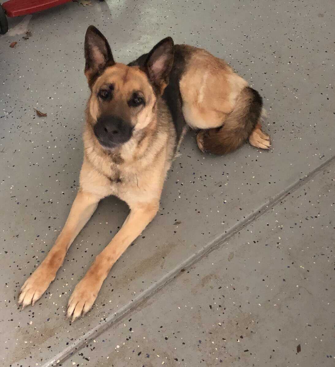 Rehoming Female German Shepherd image 7