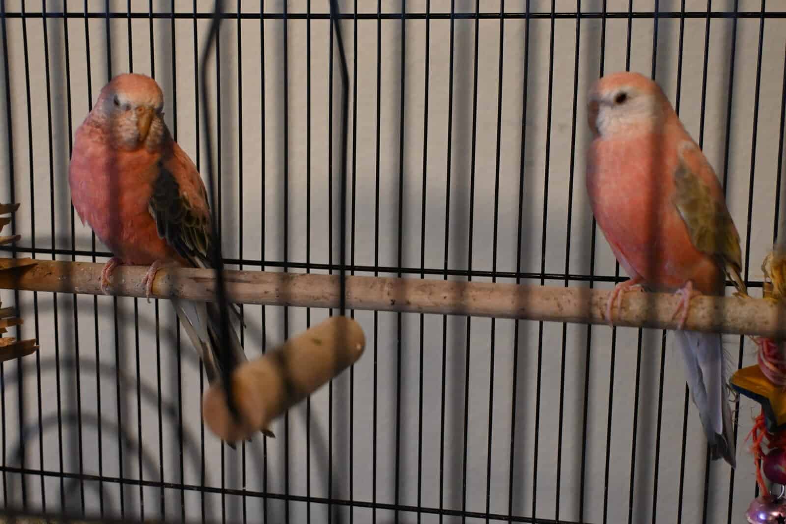 Pair of Bourke's parakeets looking for a new home image 4