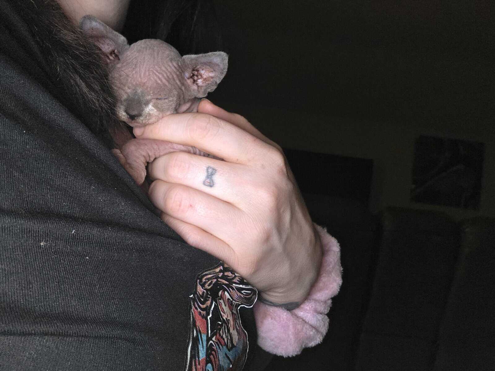Sphynx boys image 4