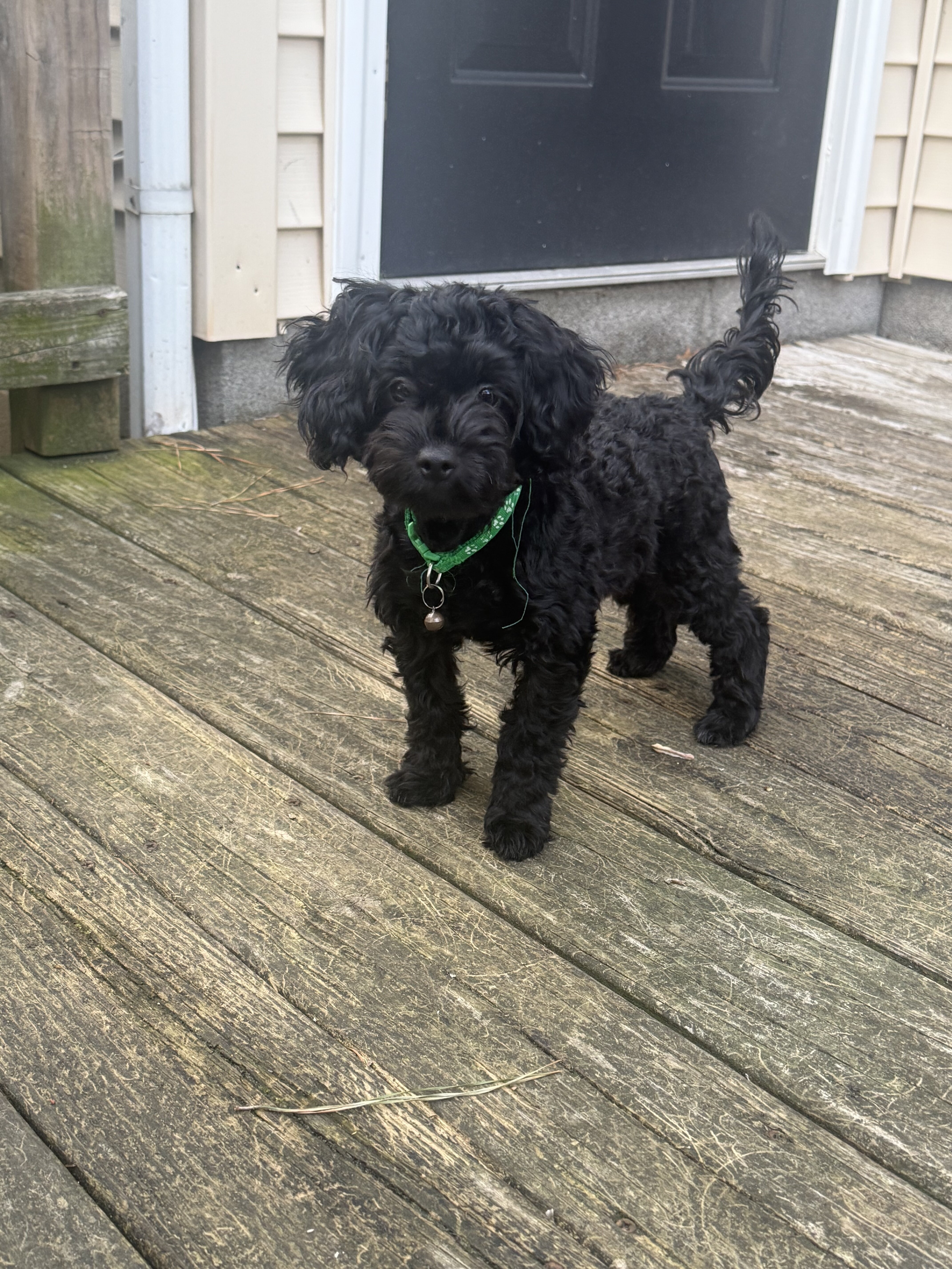 Small Black YorkiePoo Male Puppy For Sale image 4