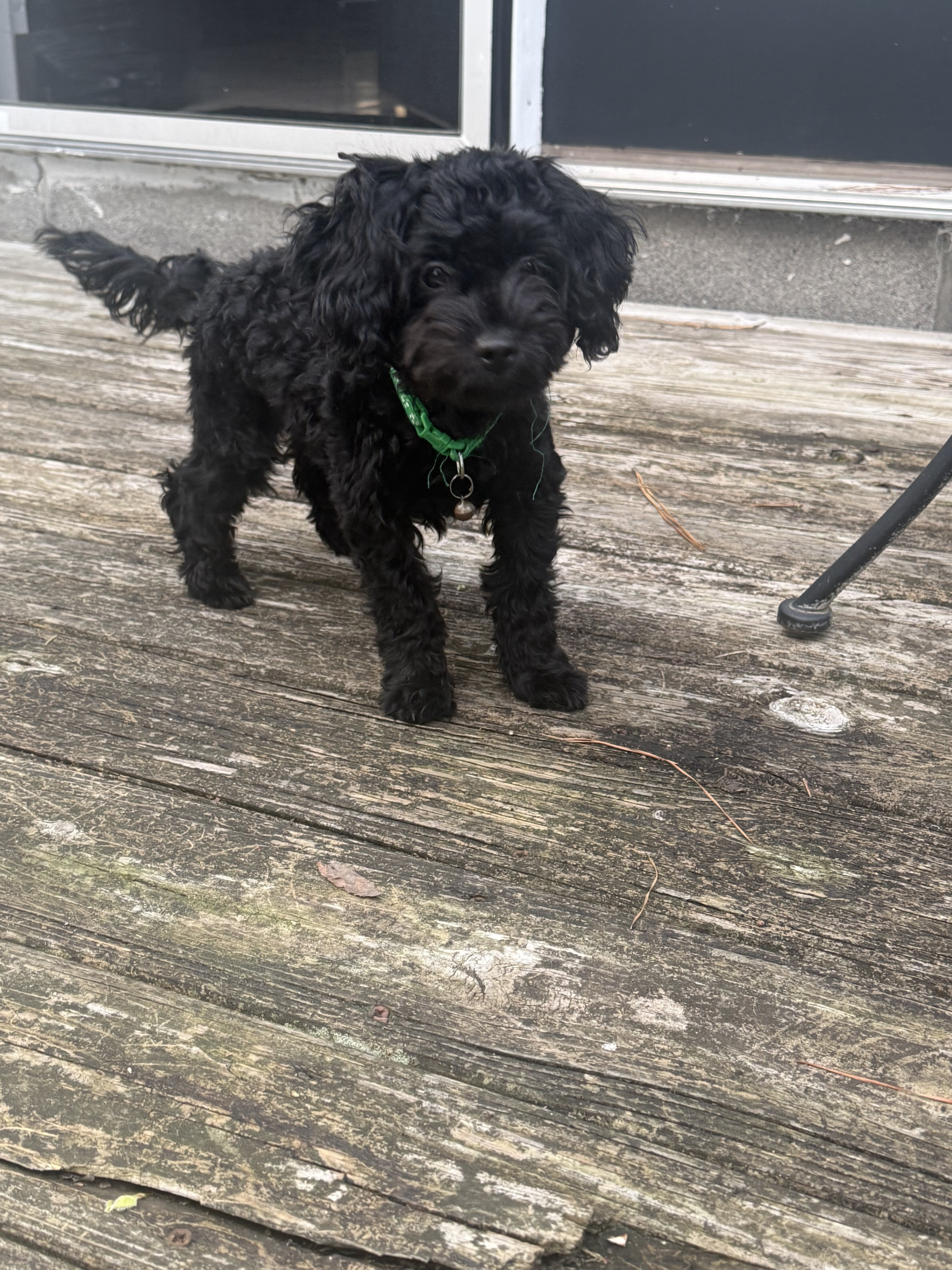 Small Black YorkiePoo Male Puppy For Sale image 3