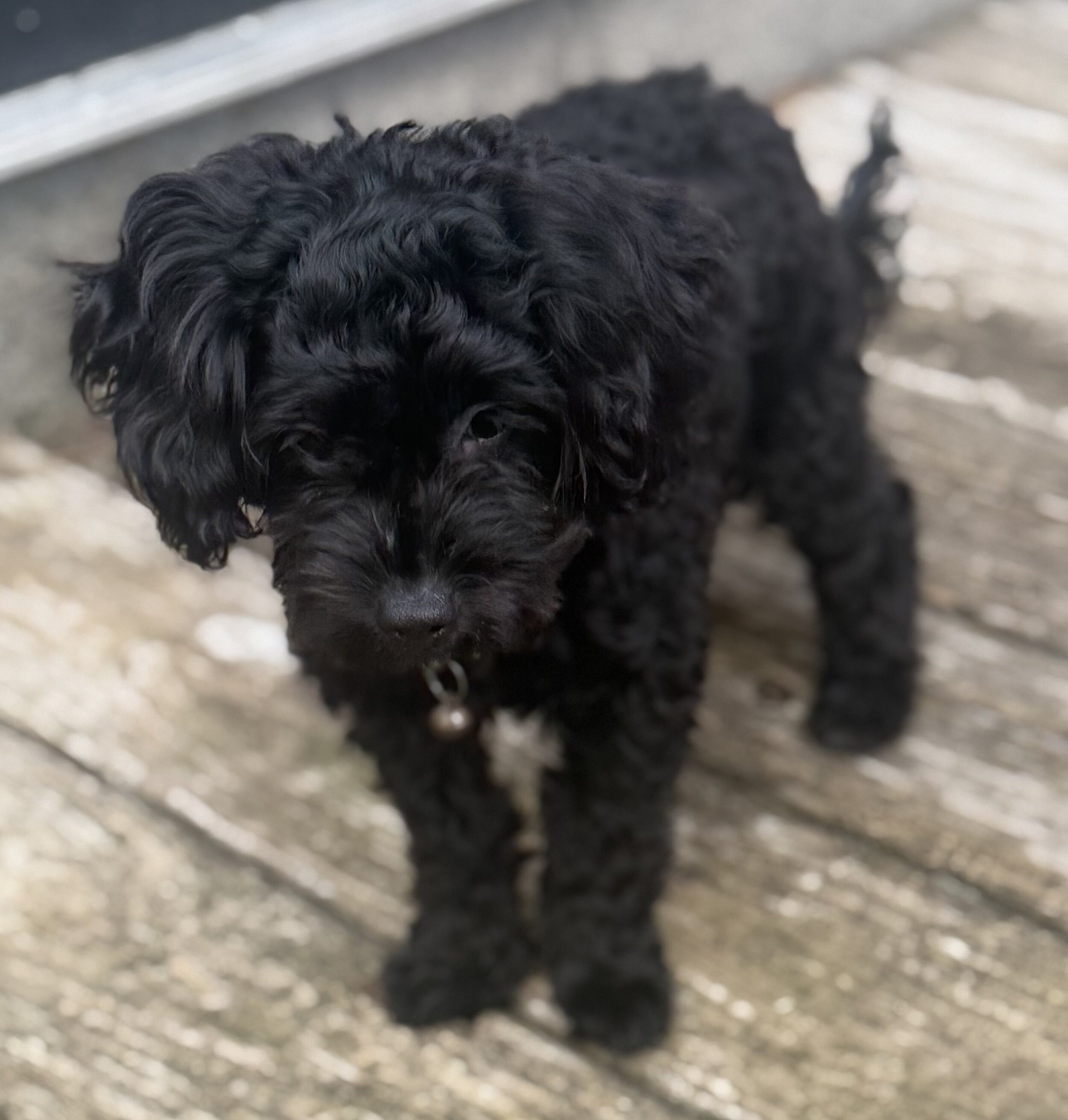 Small Black YorkiePoo Male Puppy For Sale image 2