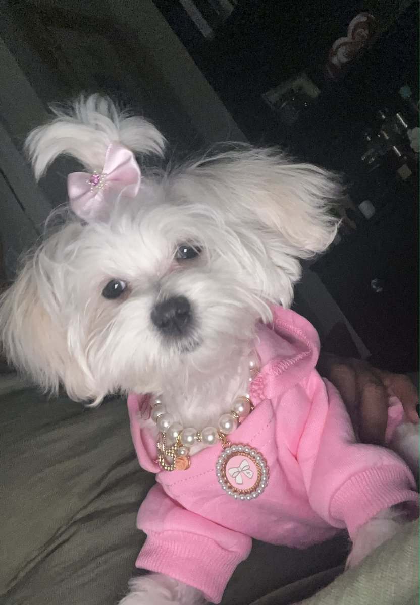 Purebred Registered Teacup/Toy Malteses image 4