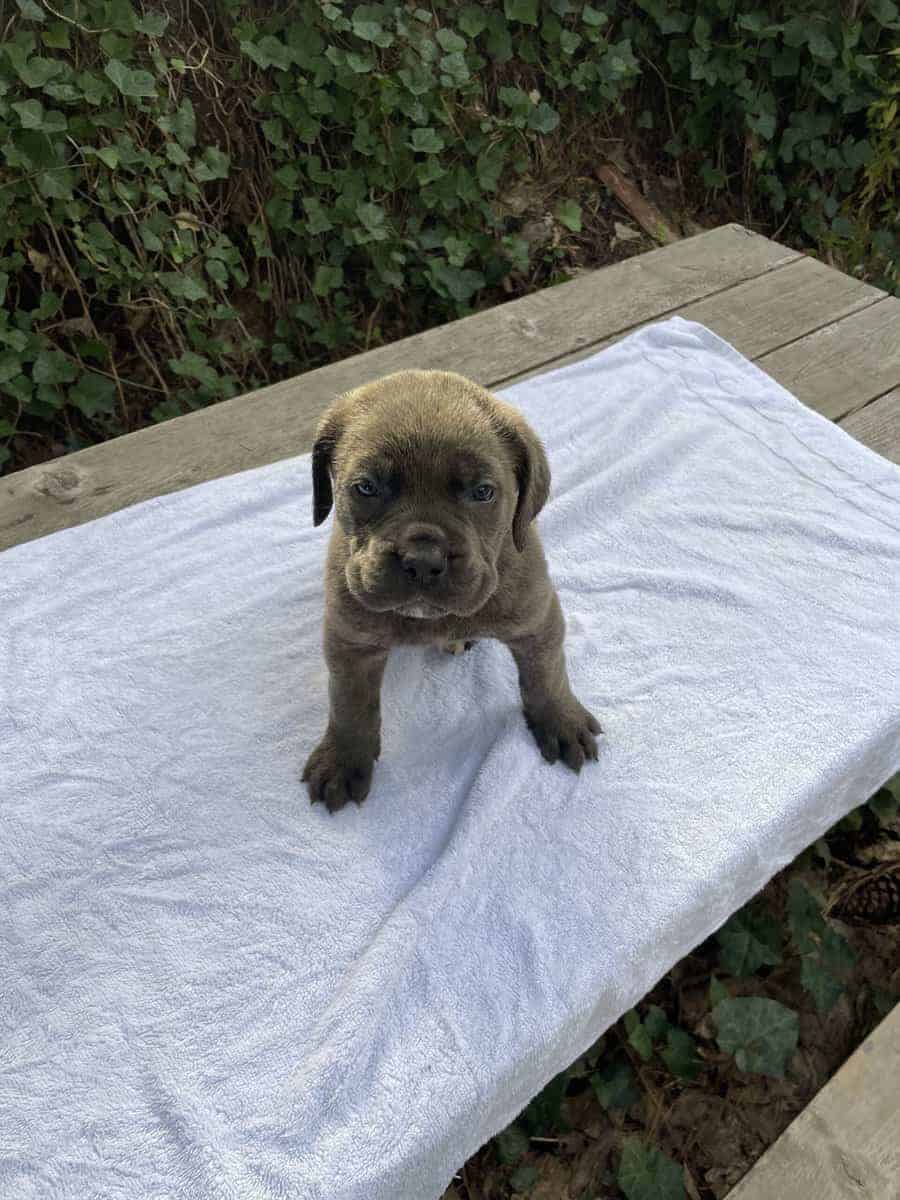Cane Corso Litter for Sale image 4