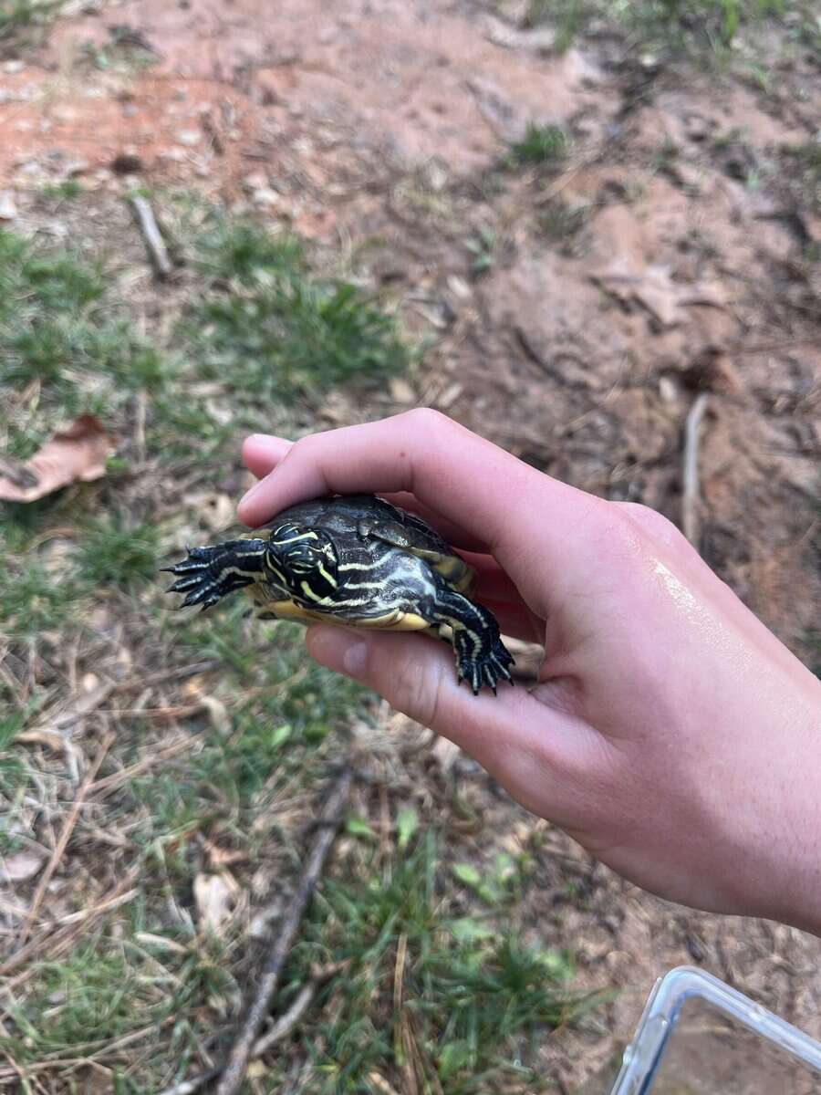 Healthy juvenile yellow belly slider image 4