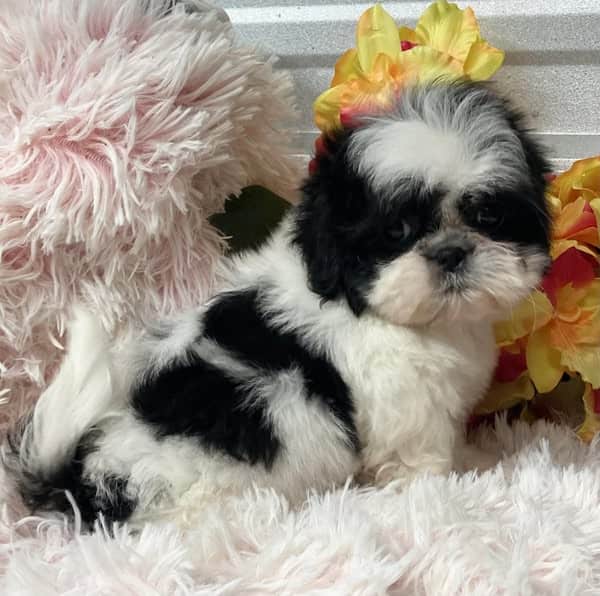Shih Tzu Puppies image 1