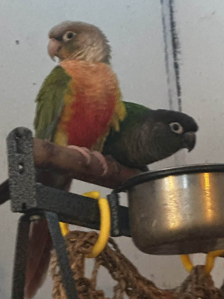 2 female bonded GCC GCPC image 1