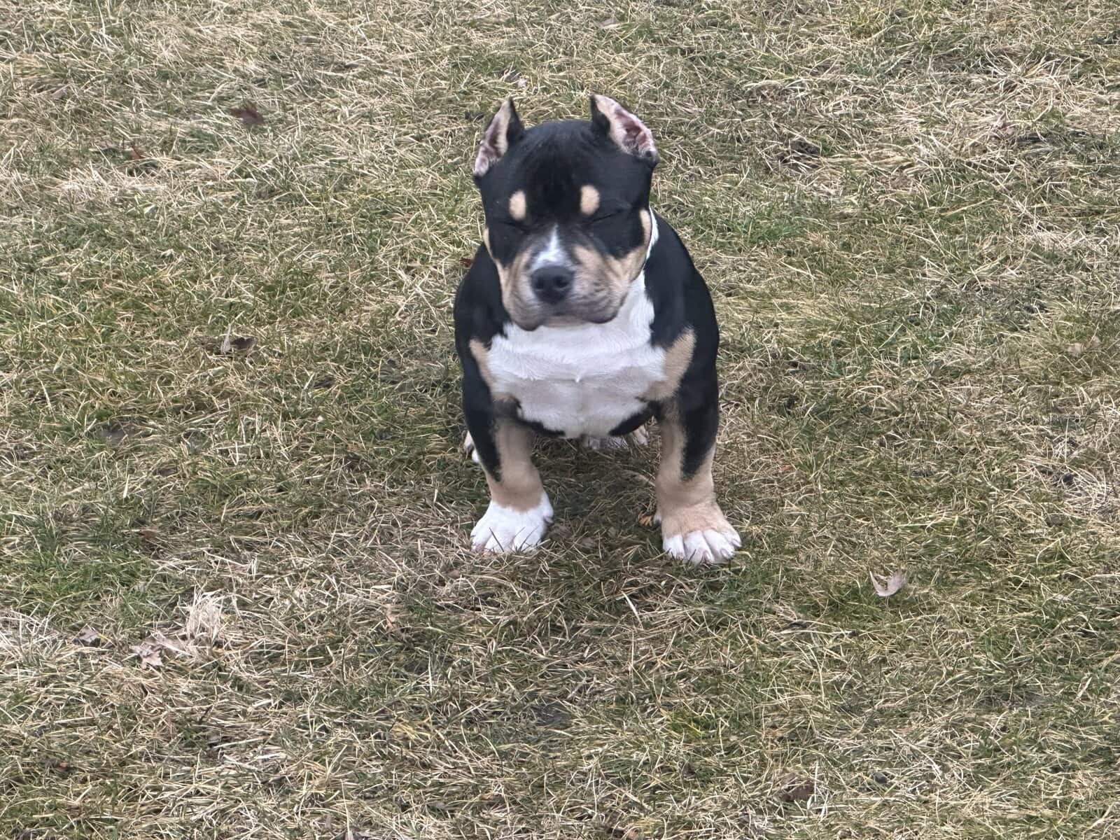 11 week old male bully image 6