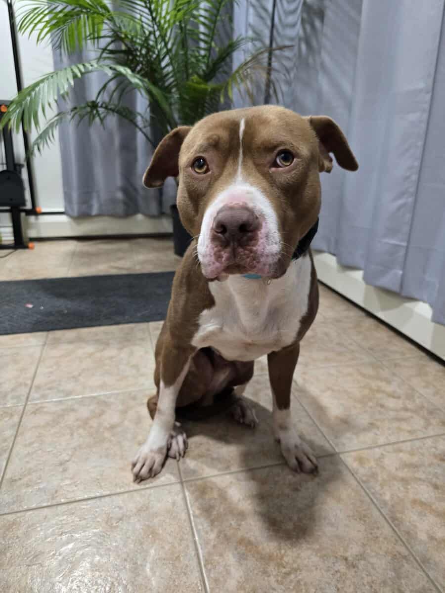 2yr old Pit Bull Terrier image 1