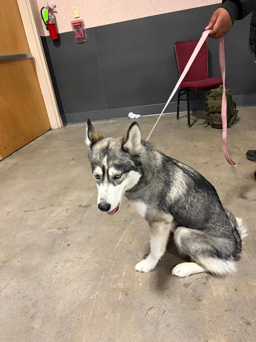 Husky siberian well trained image 4