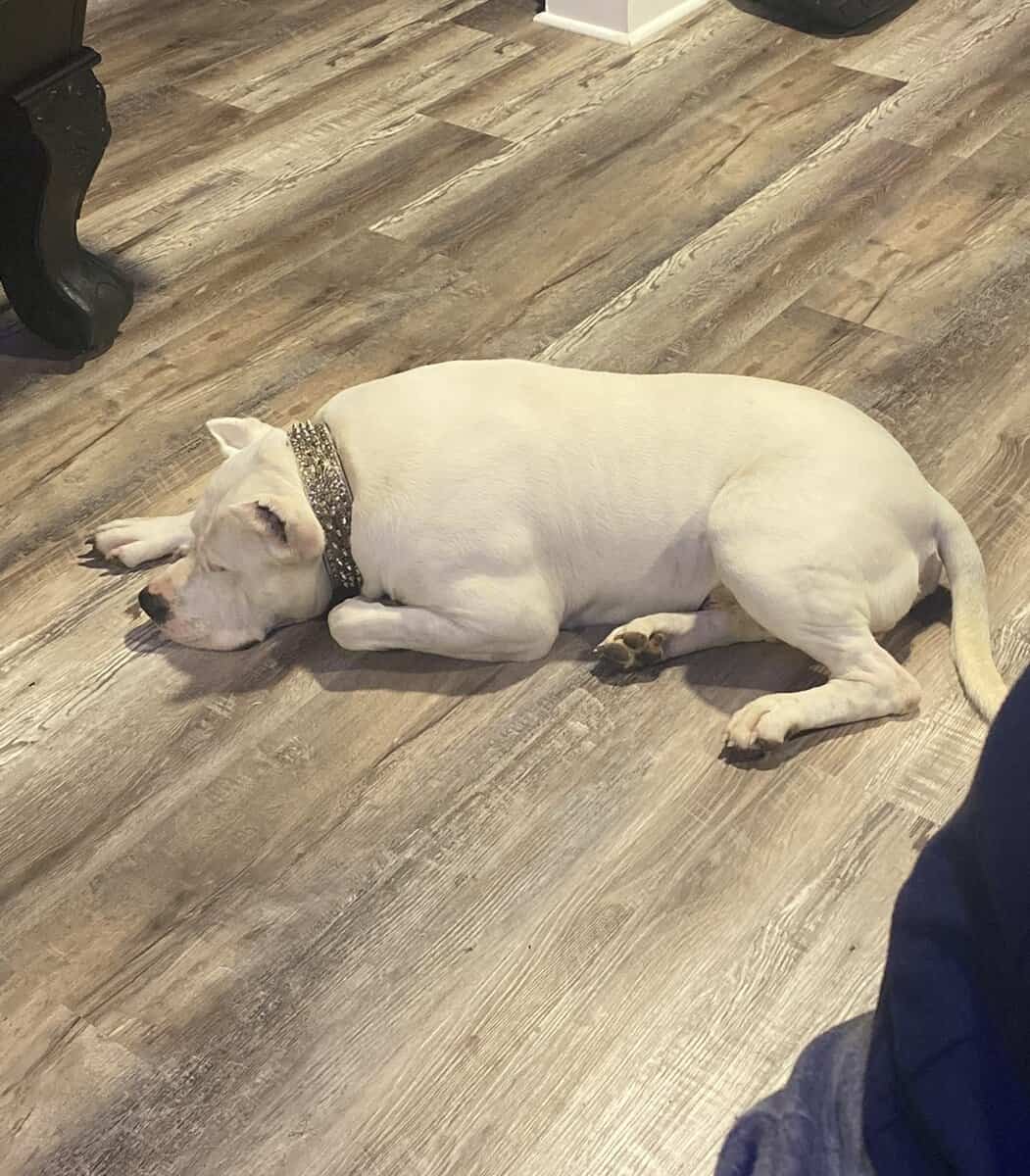 Dogo Argentino rehoming image 5