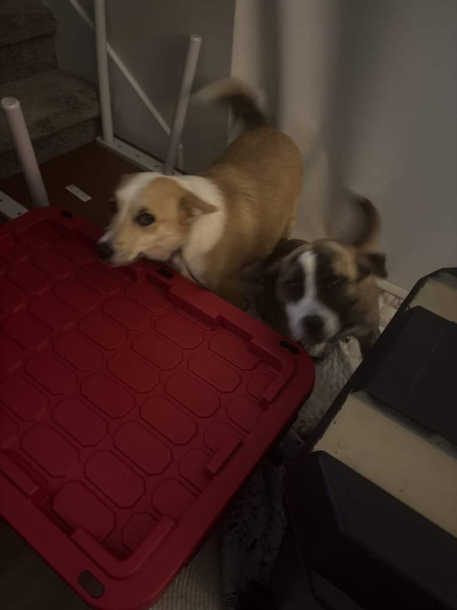 Dogs for Re-Home image 3
