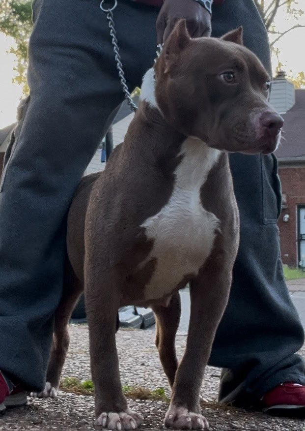 Classic American Bully females image 11