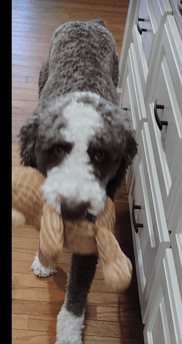 Aussidoodle image 4