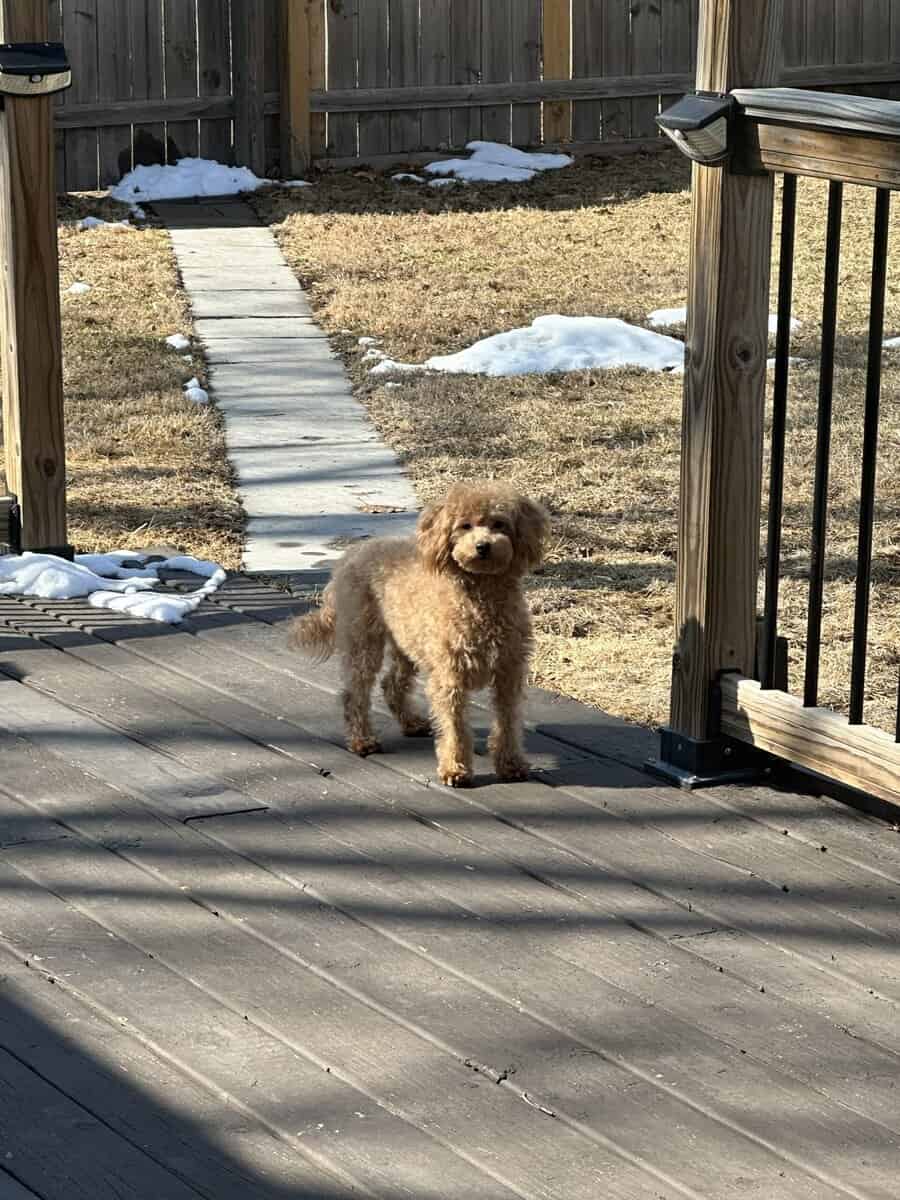 Female-Maltipoo image 4