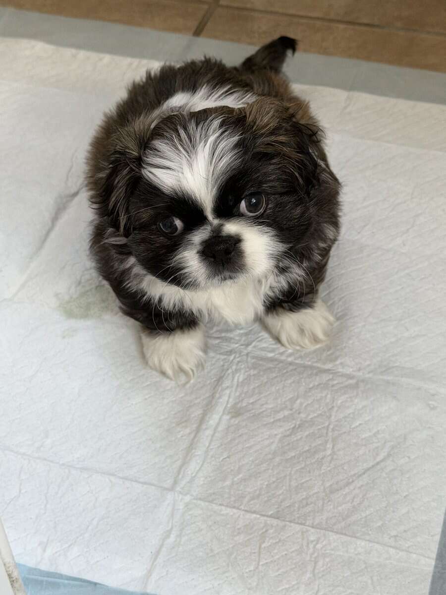 Pekingese Puppies for Sale image 1