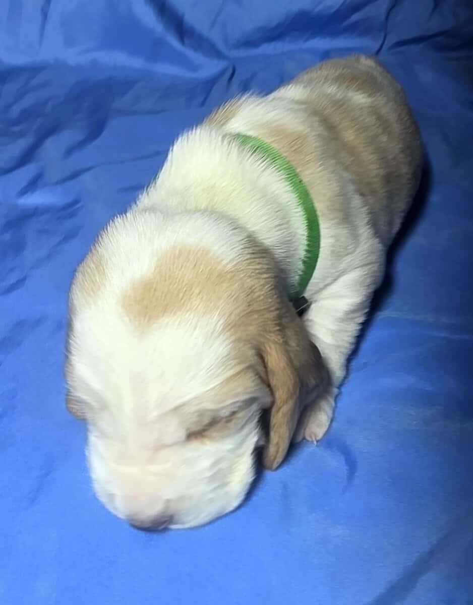 Stiles- male baby basset hound image 4