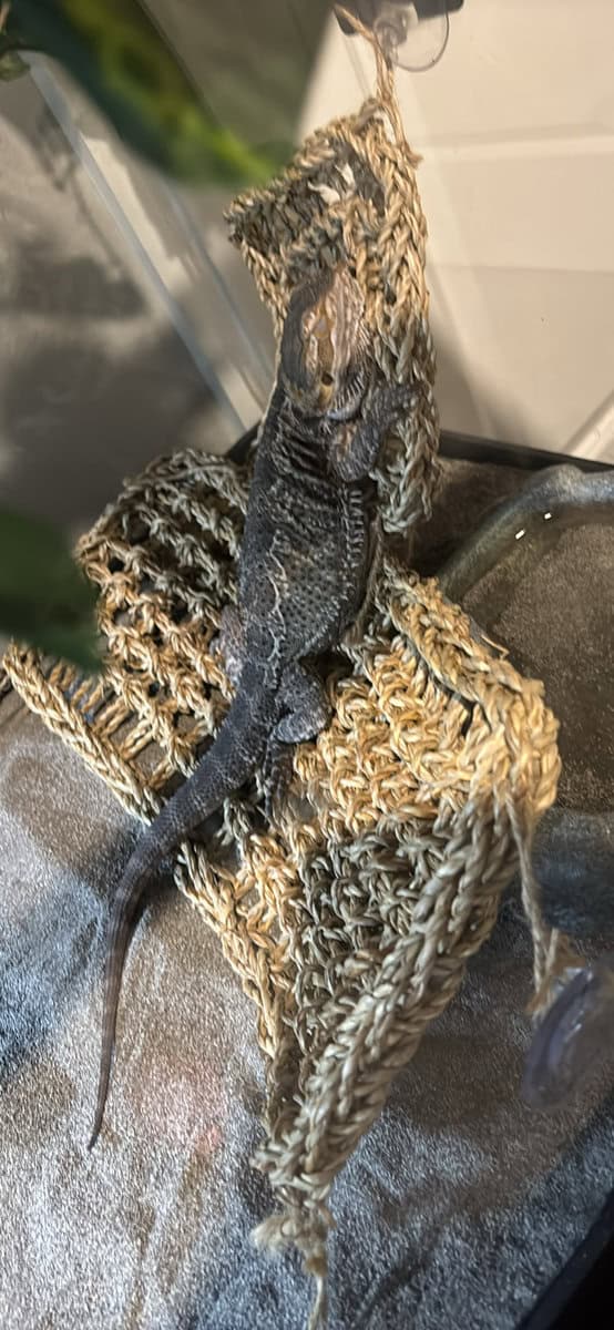 Adolescent bearded dragon with everything! image 2