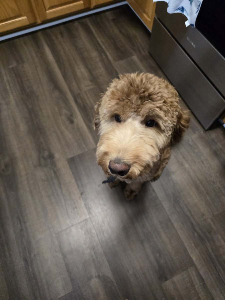 Goldendoodle Male image 4