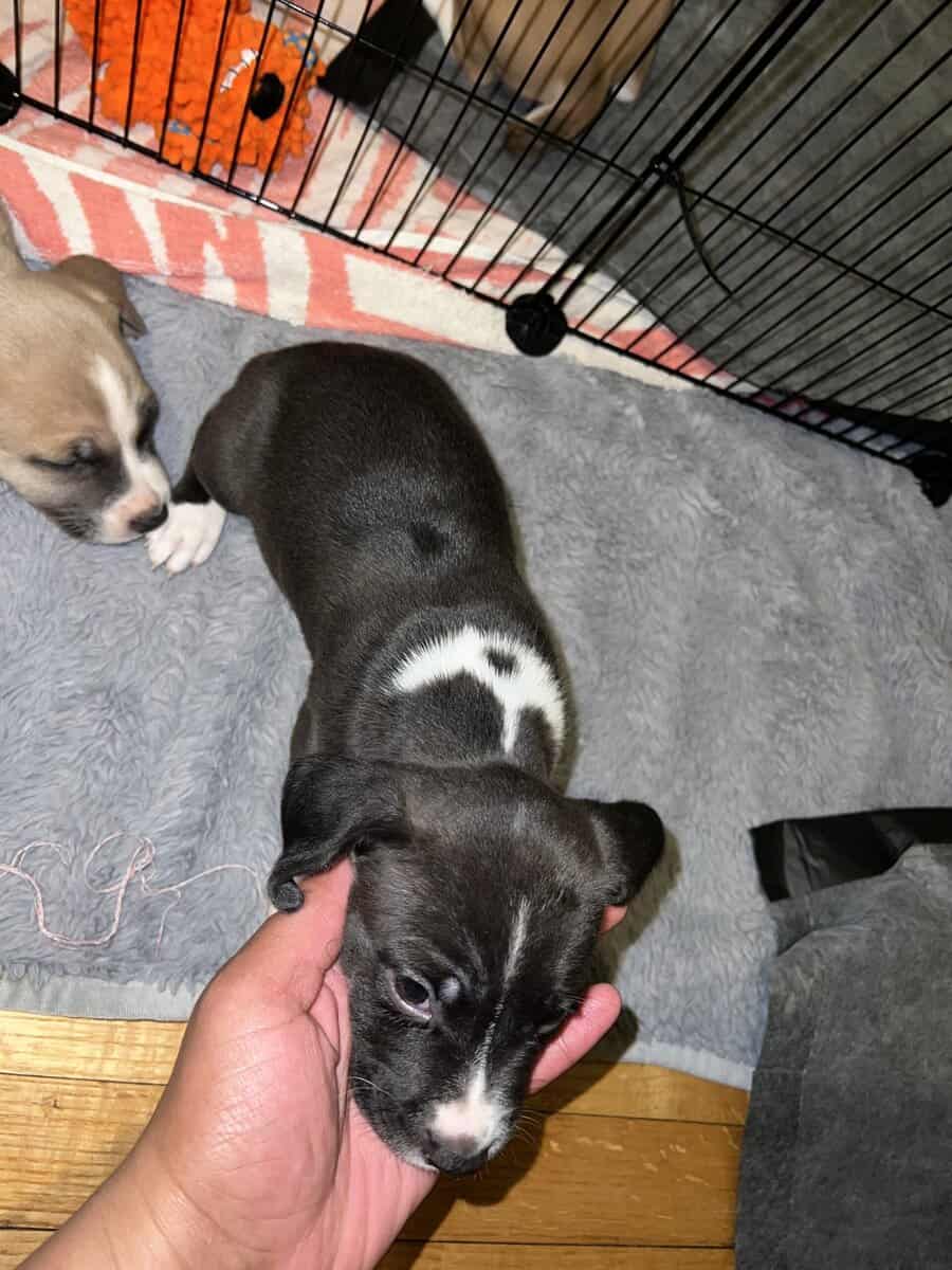 Bully Pit puppies for sell image 1