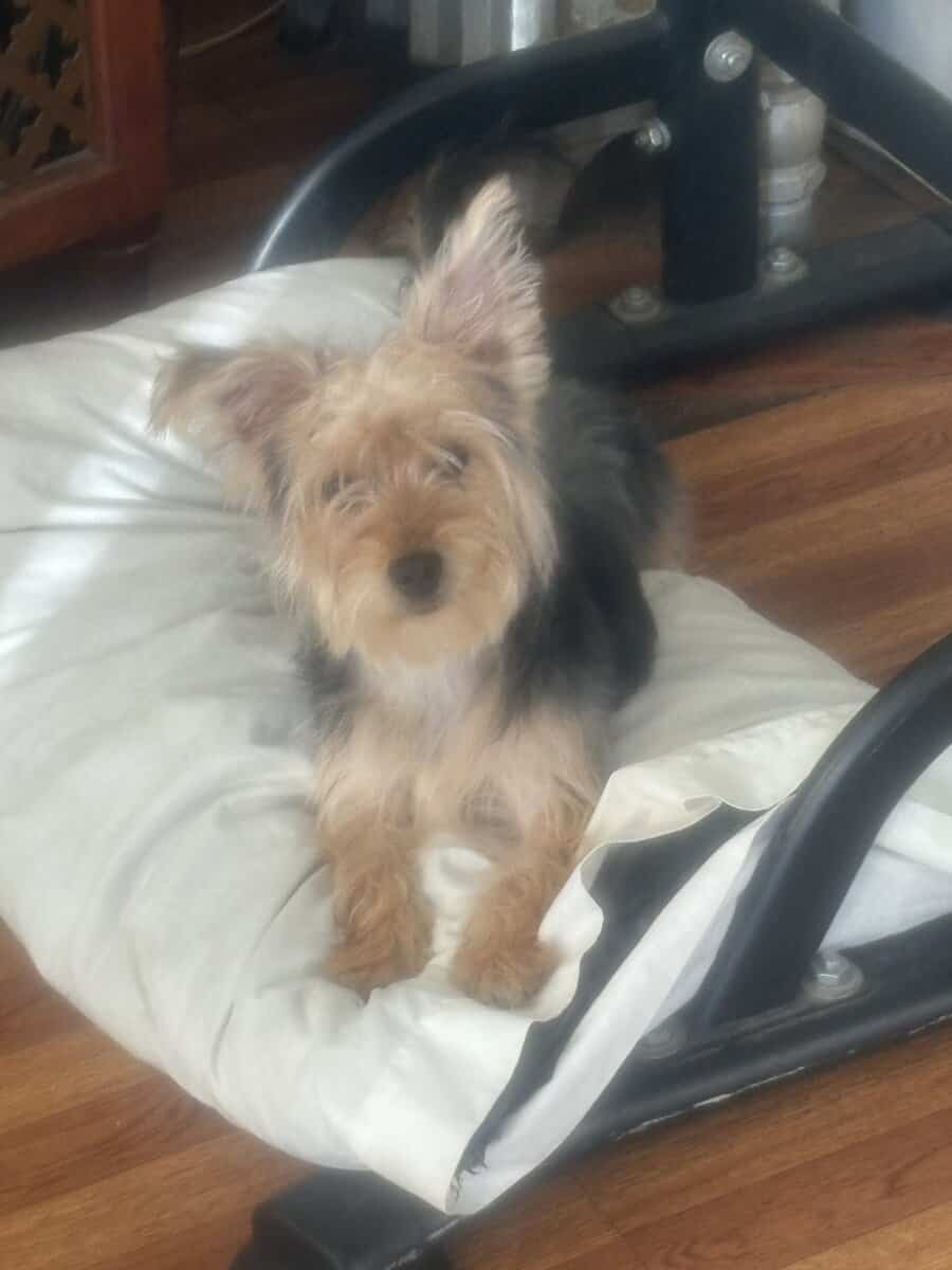 7month Male Yorkie puppy image 5