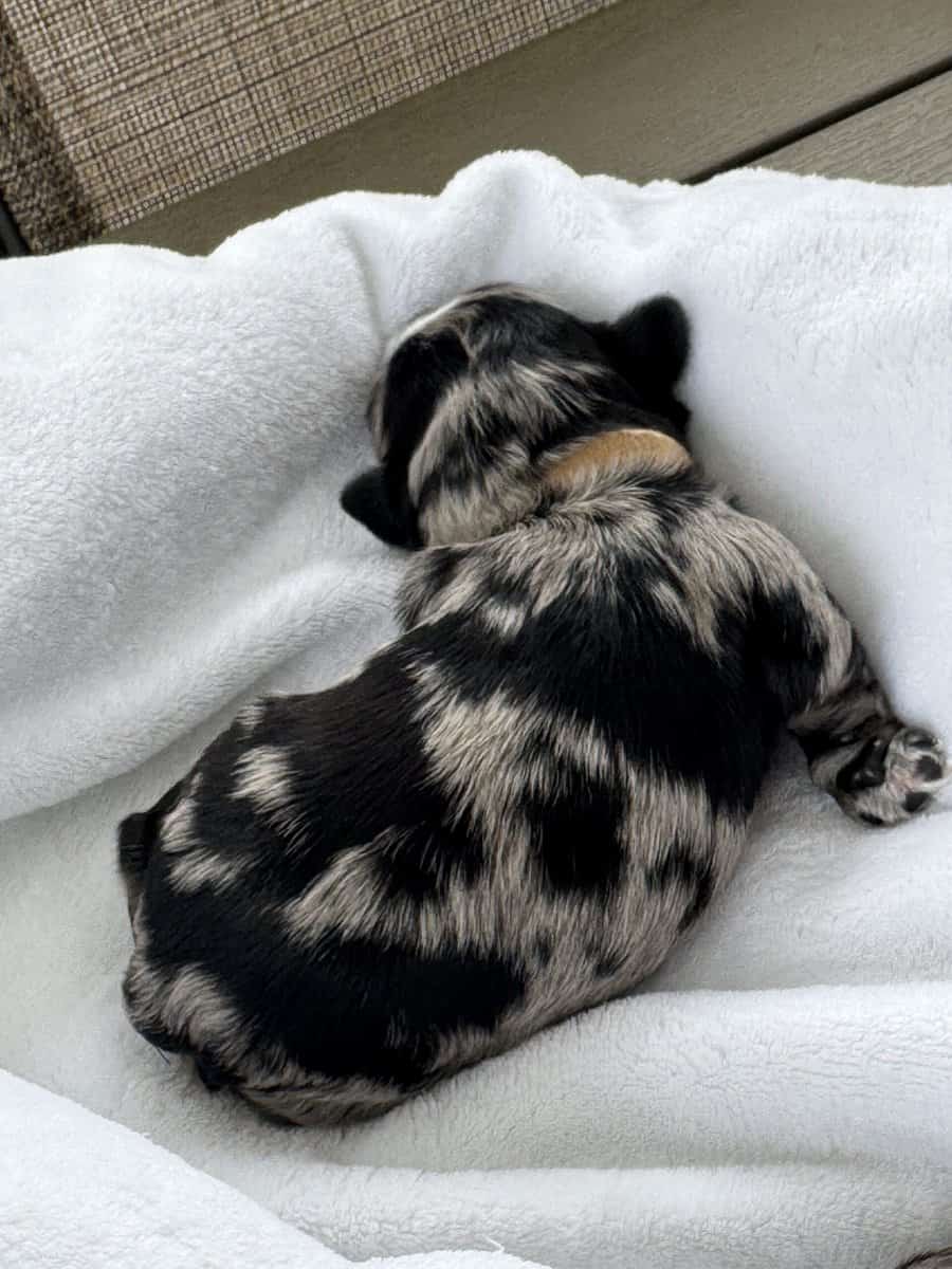 Merle Male Miniature Schnauzer image 3