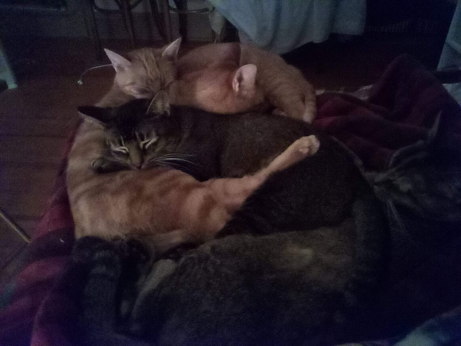 Cats Need Loving New Home image 3