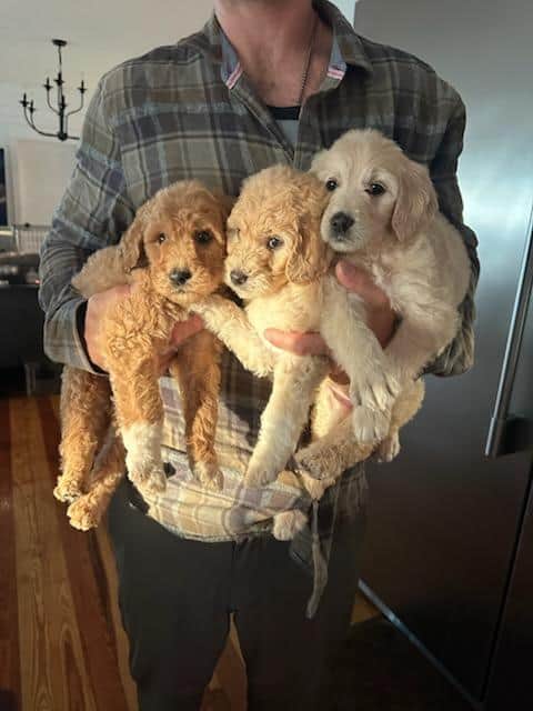 8 Goldendoodles 4 boys 4 girls image 1