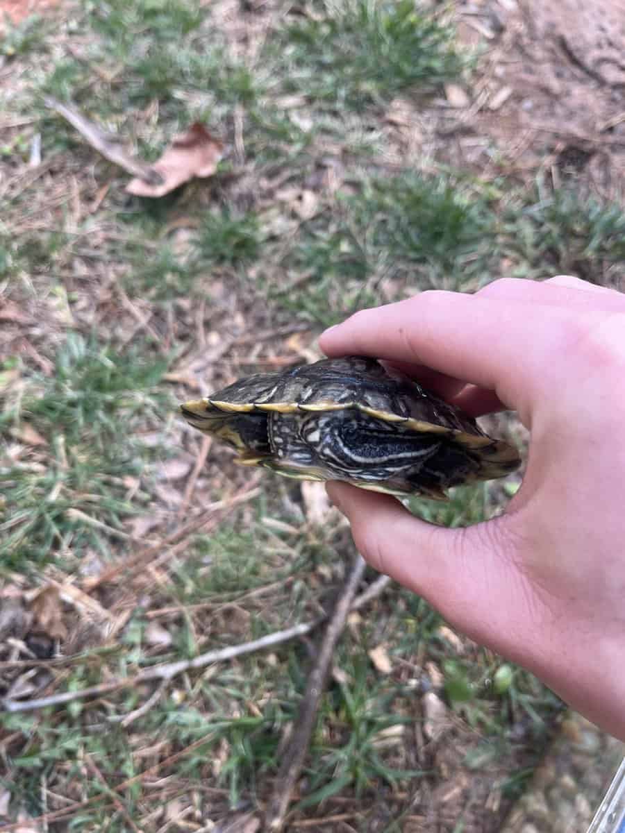 Male subadult healthy red ear slider image 2