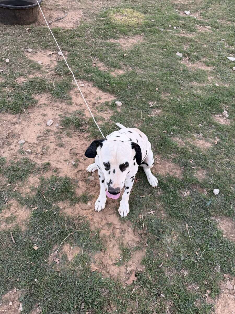 Dalmatian image 6