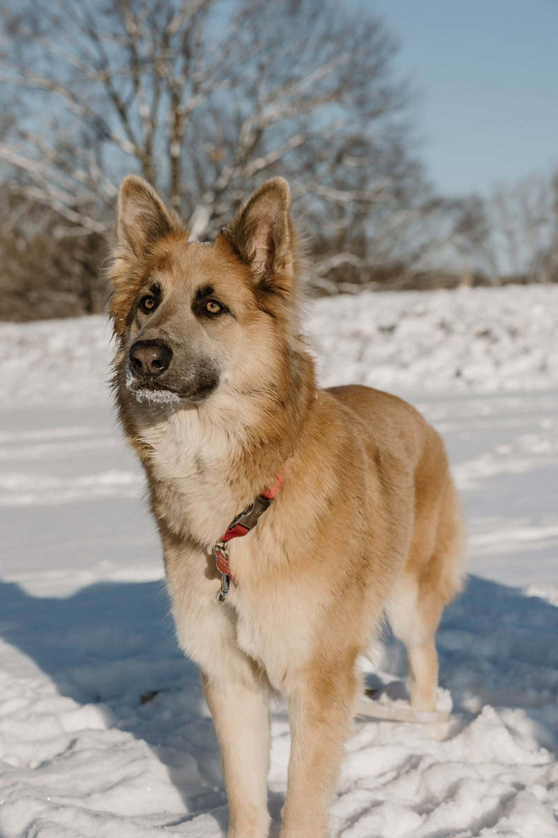 AKC German shepherd puppies image 6
