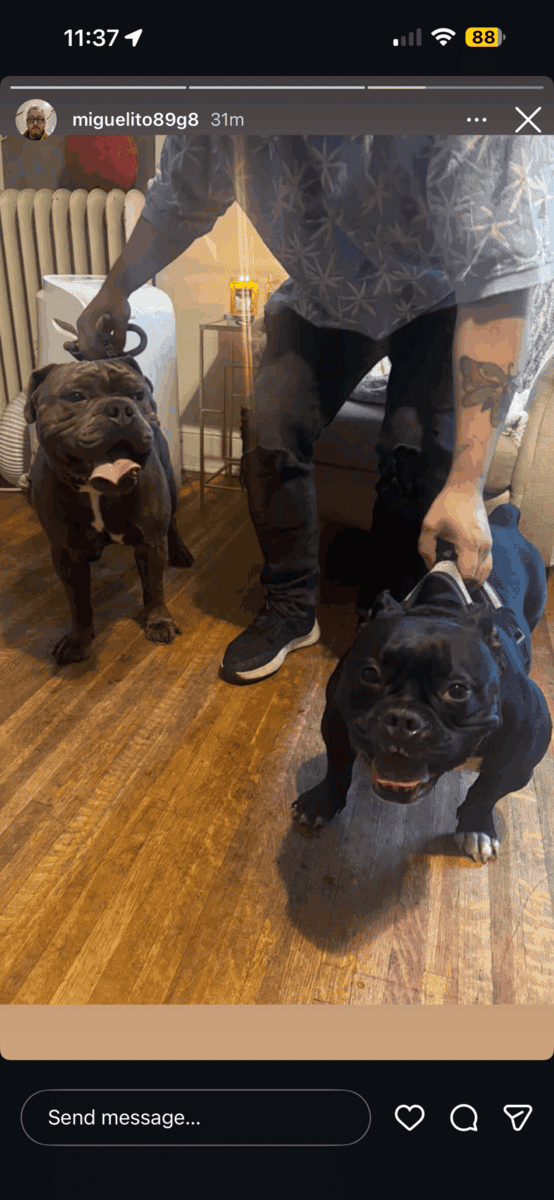 Purebred eight week old bulldog puppies for sale image 5
