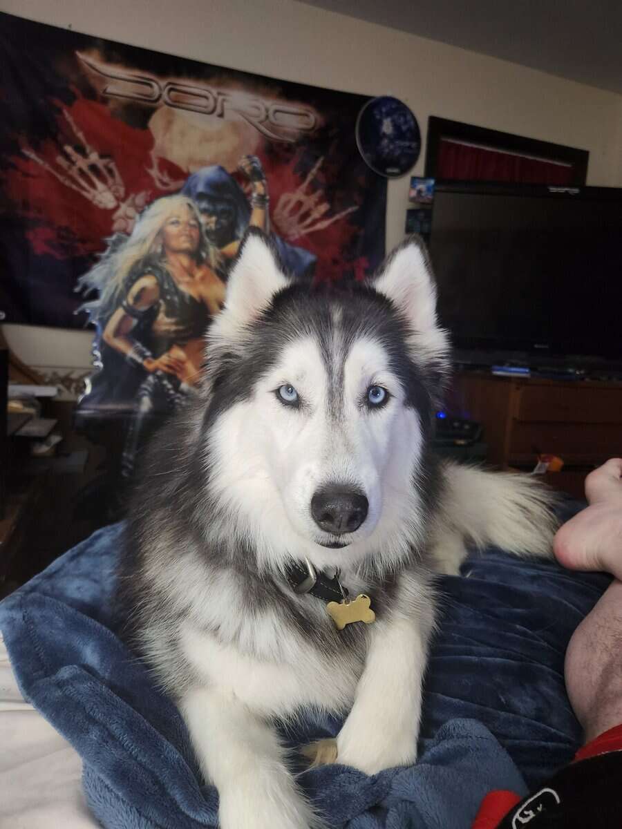 Wonderful husky image 1