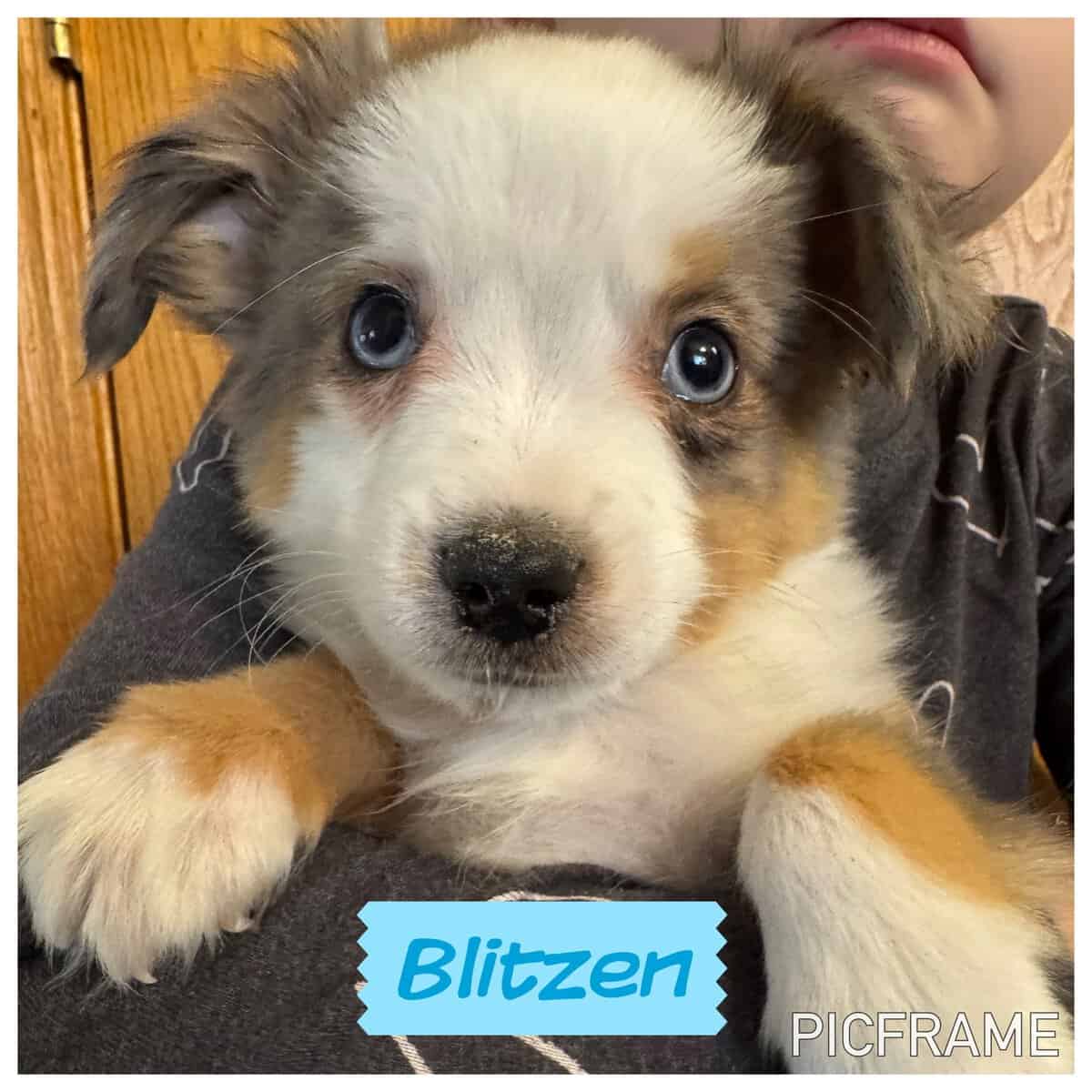 Blitzen image 1