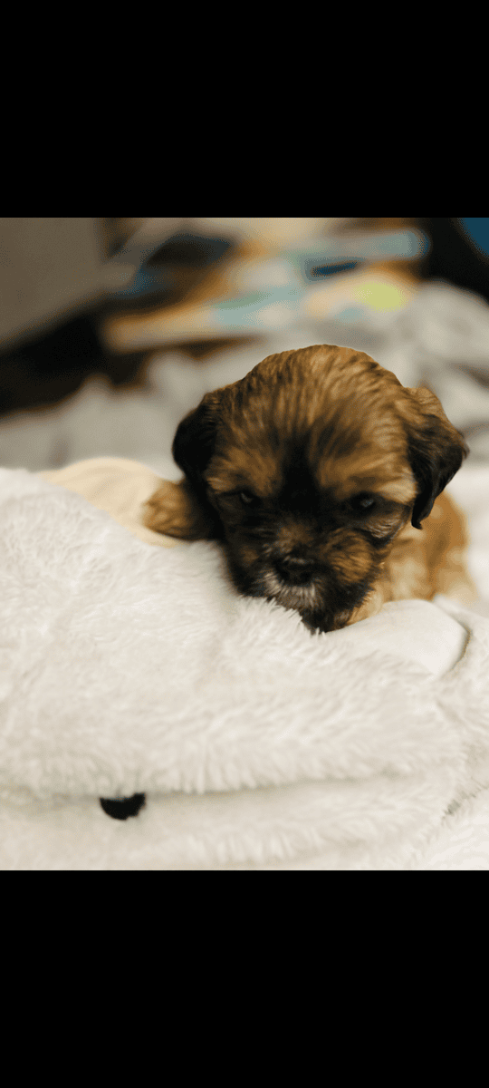 Brownie (Female) image 1