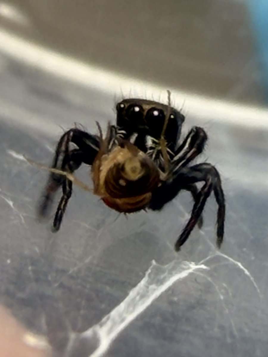 Regal Jumping Spider Slings image 5