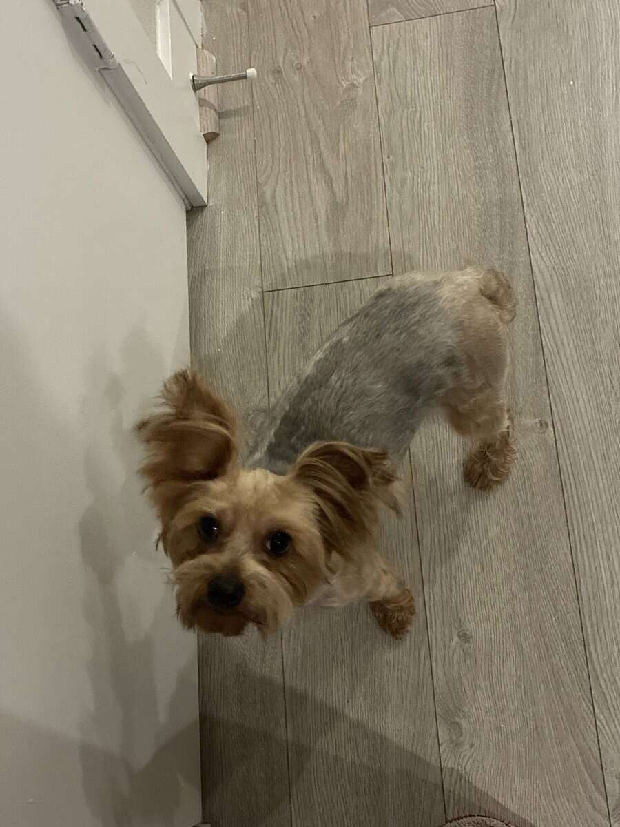 Female Yorkie Terrier image 2