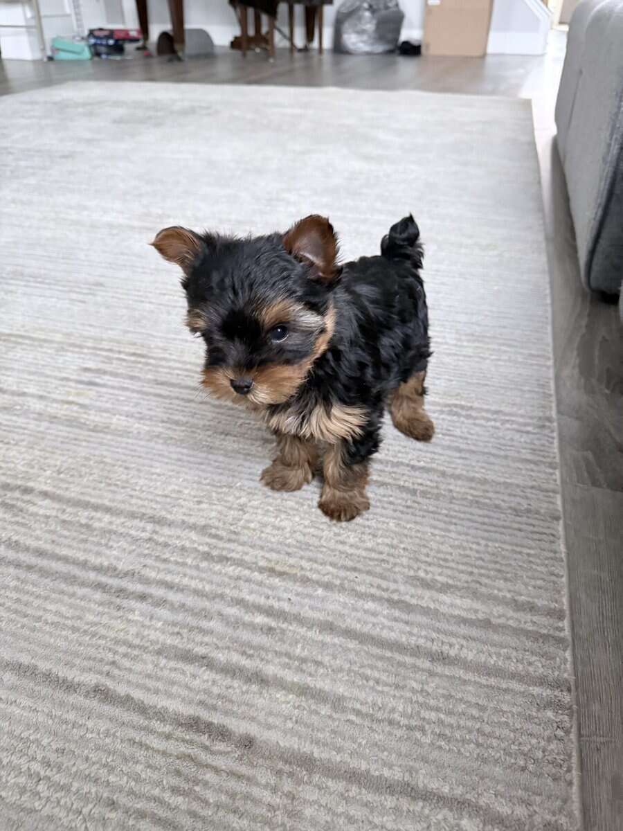 Yorkshire terrier male puppy image 3