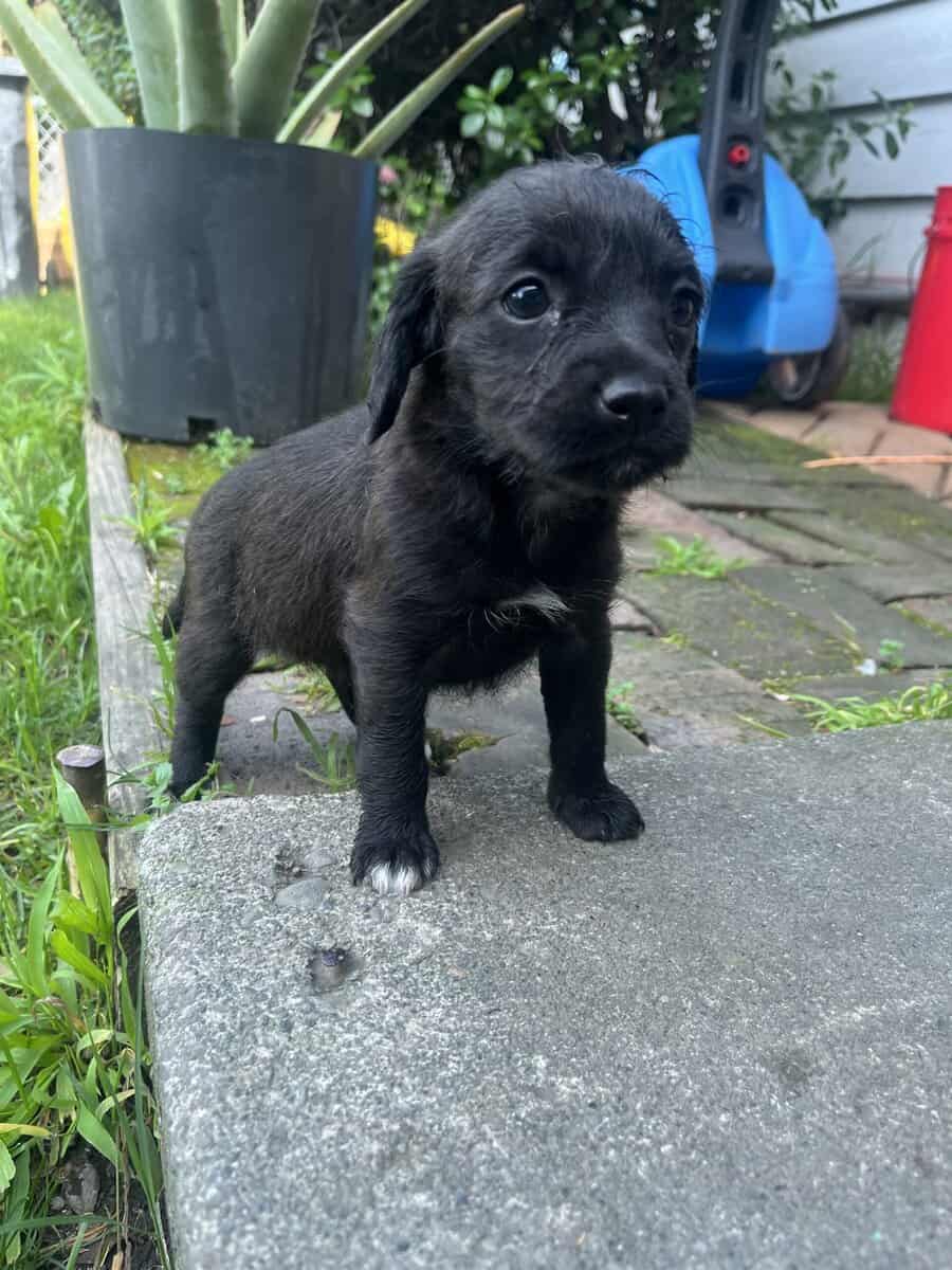 Dog for free image 2