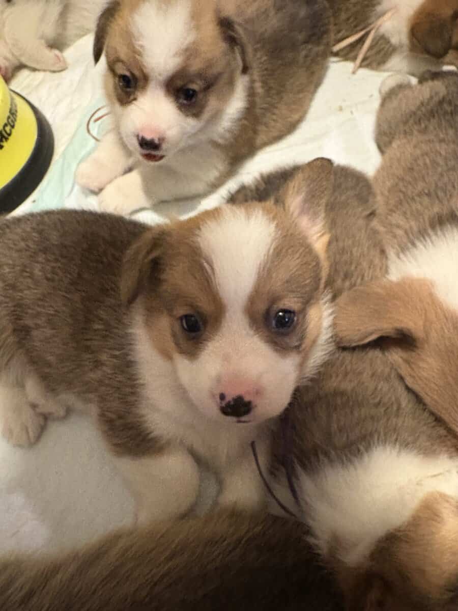Pembroke welsh corgi pups image 13