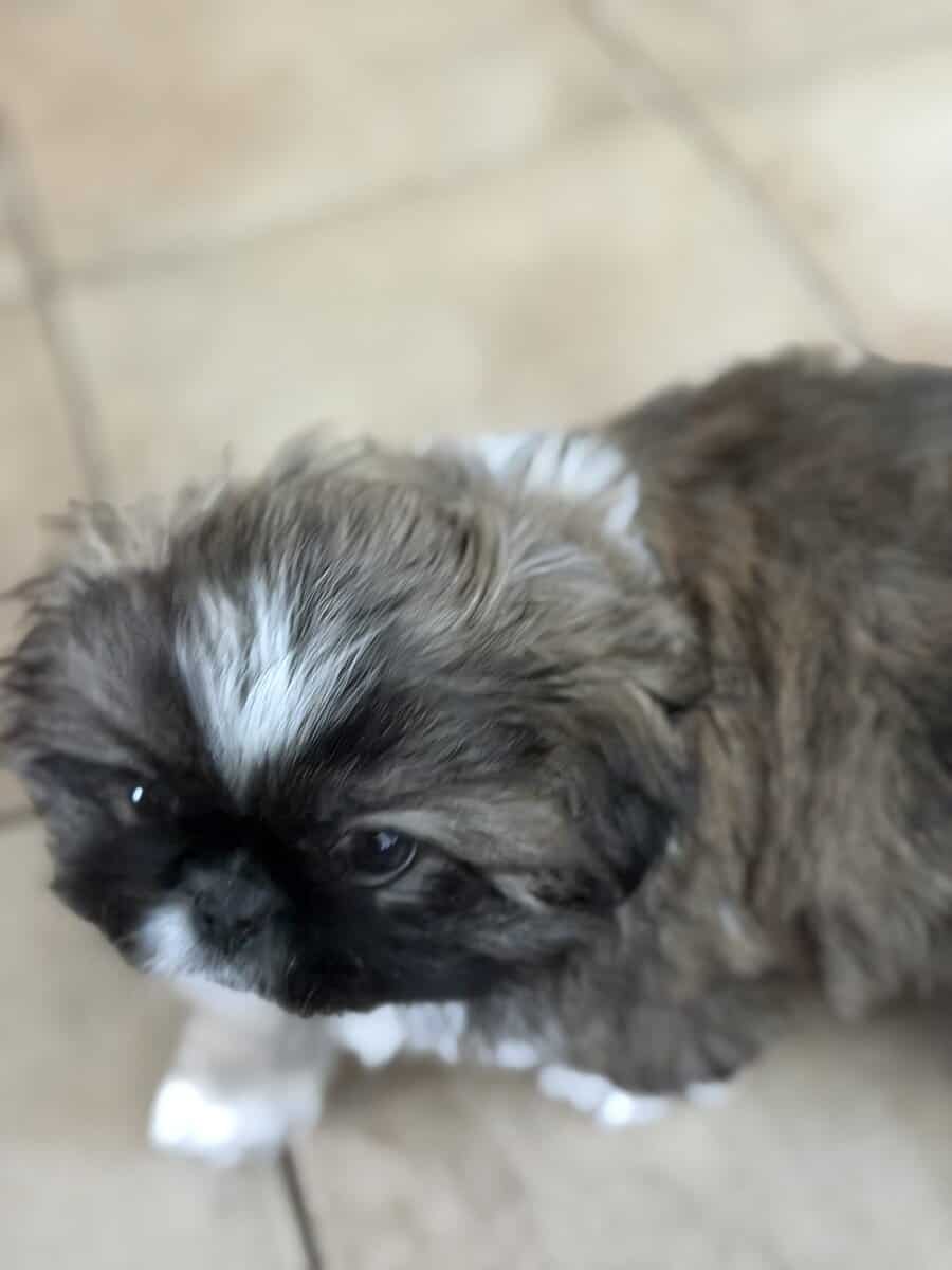 Pekingese Puppies for Sale image 4