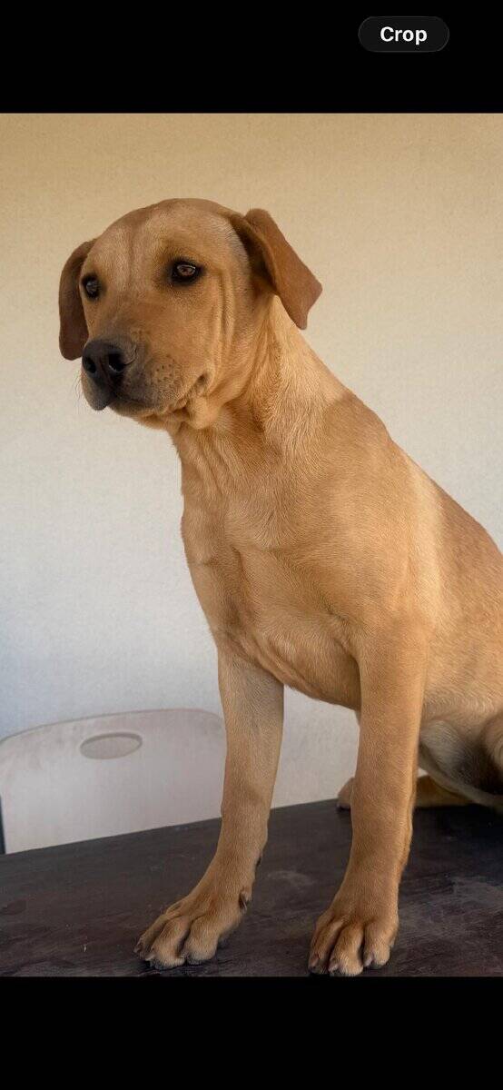 Puppy 1 image 1