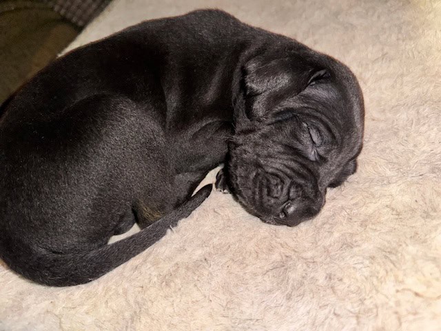 Purebred Cane Corso xGerman Shorthair Pointer (VA) image 7