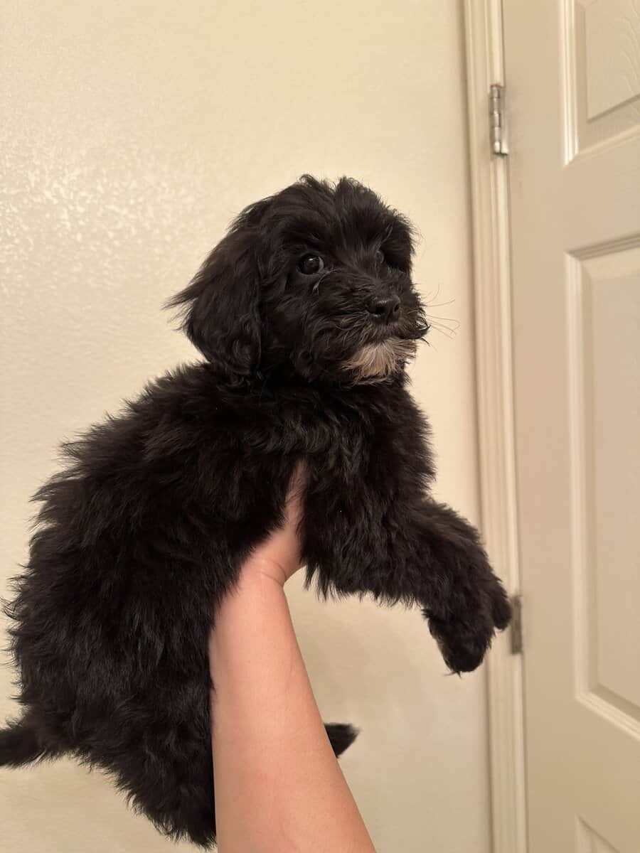 Malshi golden doodle image 3