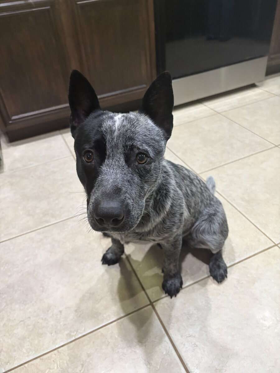 Re-homing pet image 1
