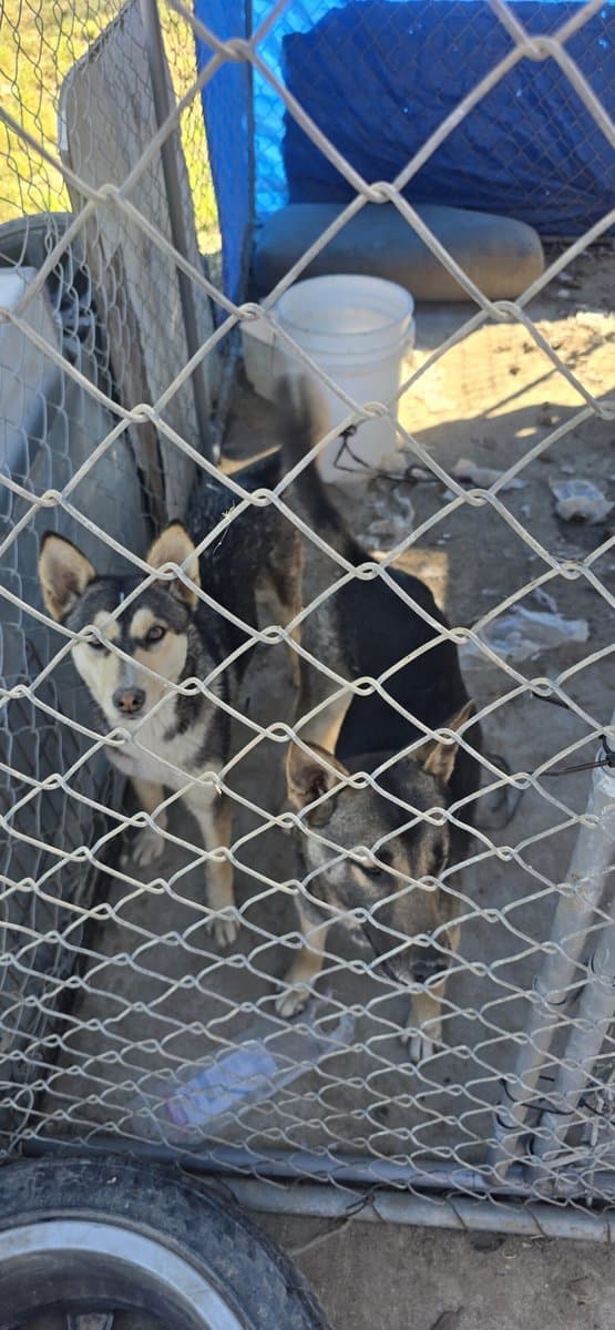 Free Husky Mixed Puppies image 1