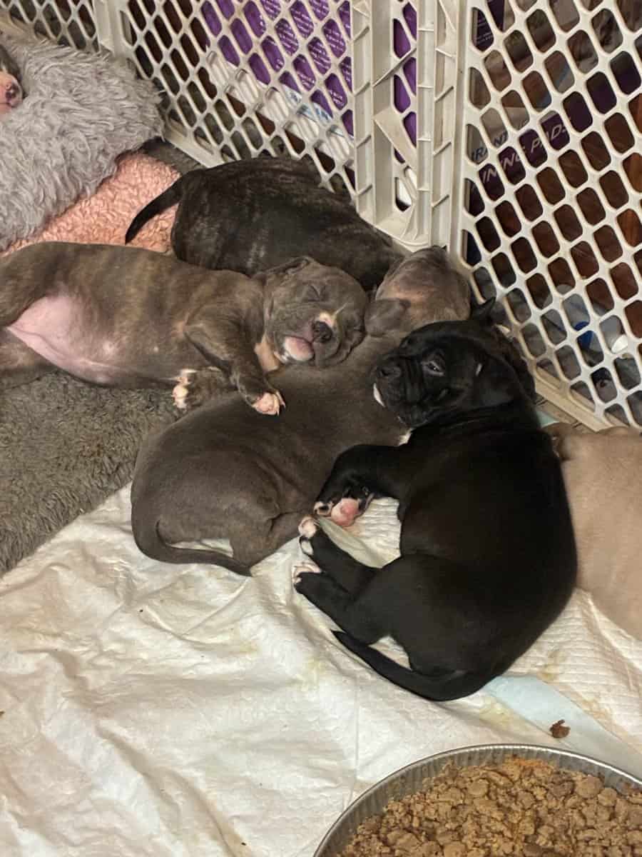Pitbull puppies image 7